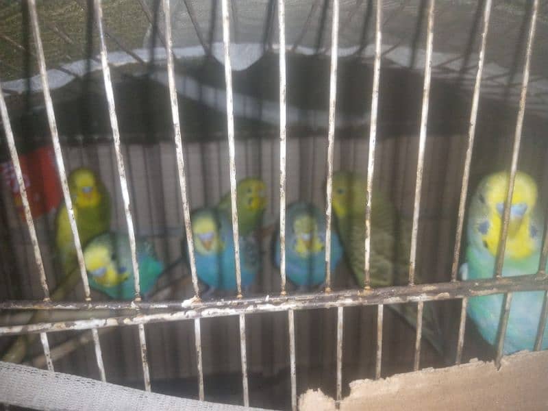 budgies parrots 1