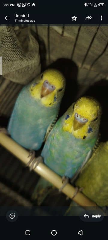 budgies parrots 2