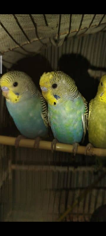 budgies parrots 3