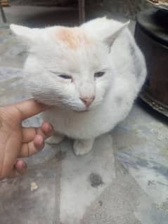 turkish cat