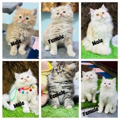 Persian Kittens Ready For New Home