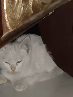 white Persian kitten for sale