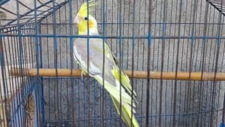 Birds cage with cockatiel female parrot for sale 26*26 size pinjara