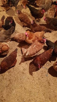 hens for sale