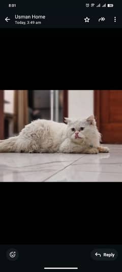 Pure Persian original punch face breed 2 year