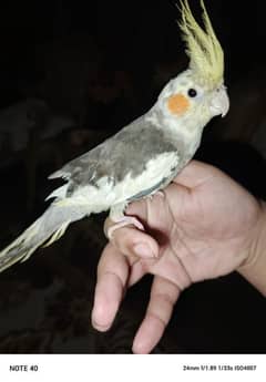 Hand tame Grey pied cockatiel