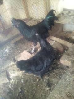 Ayam cemani breedr pair and Chicks available