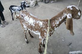 Bakri