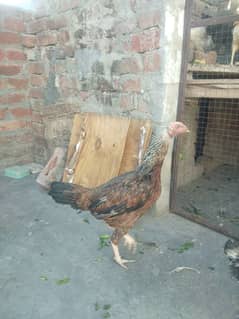 aseel murgi in gujranwala near sialkot bypass aseel hen for sale