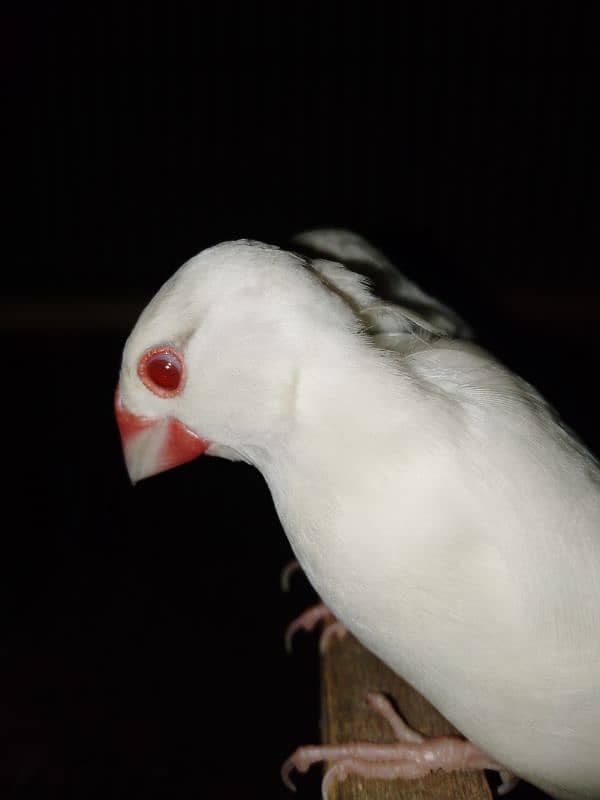 3 albino female ,2 ople male and 1 fawn male,3 silver male 2