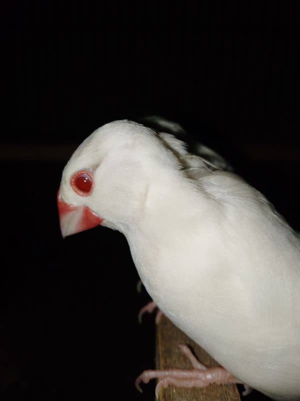 3 albino female ,2 ople male and 1 fawn male,3 silver male 3