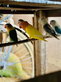 lovebirds  breeder pairs