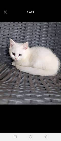 urgent sale cate sale