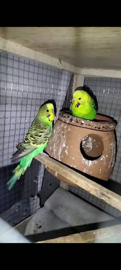 Australian parrot breeder pair