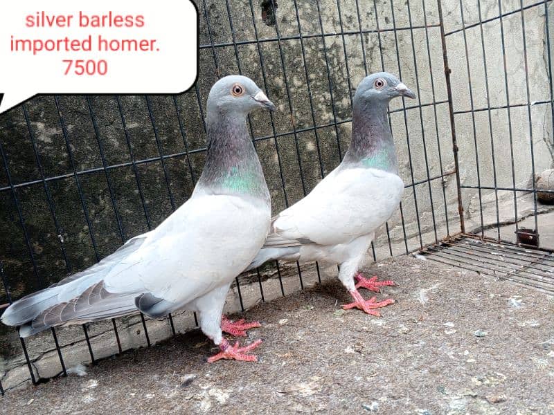 fancy pigeon | kabutar| Jacobin|  frillback saddle | amarican fantail| 3