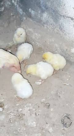 Heera white aseel chicks