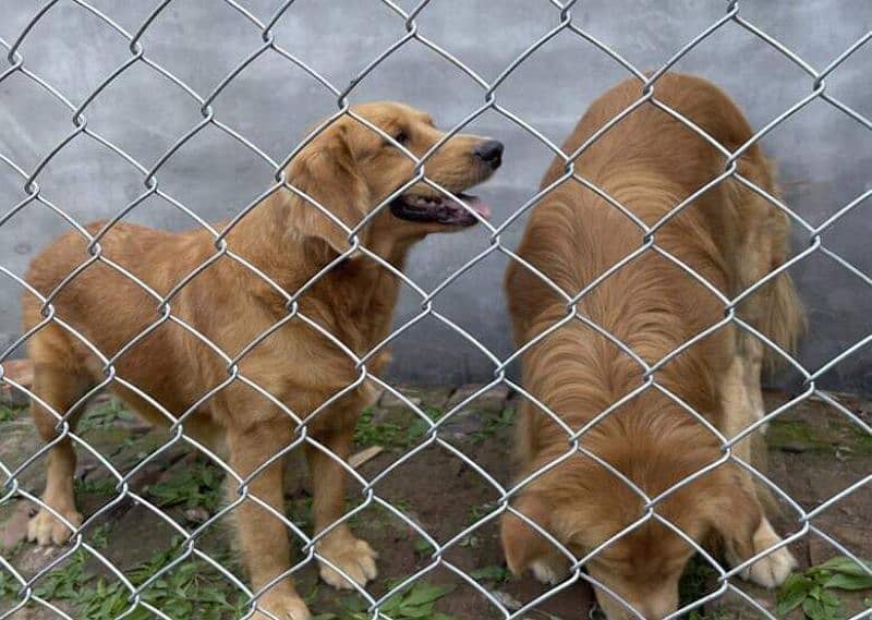 Razor wire Barbed wire Chain Link Fence China Barfi Jali Welded Mesh 8