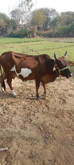 Pregnant Cow for Sale