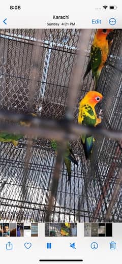 sun conure chick