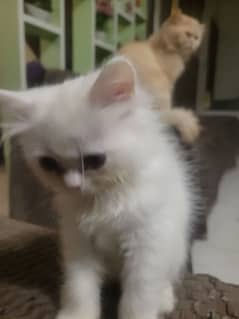 3 months old pure 3 coat persian kittens for sale