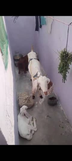 bakra or bakri sath 1 baby