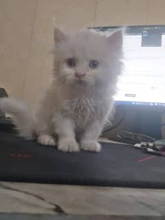 Persian kitten for sale male