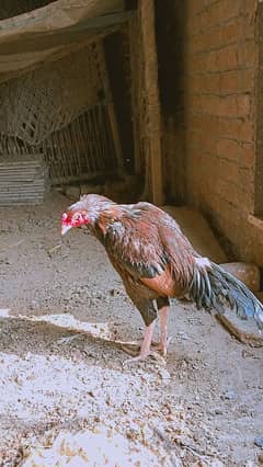 High quality Aseel breed pair for sell urgent 03327273254