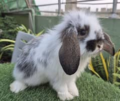 Imported Loin Headed Lops Rabbit