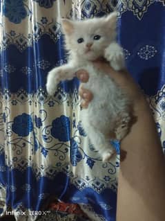 Persian kitten treple coted