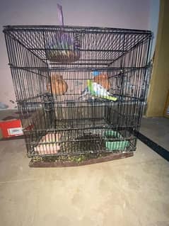 budgies parrots 2 pairs with folding cage