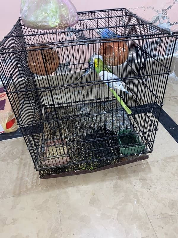 budgies parrots 2 pairs with folding cage 1