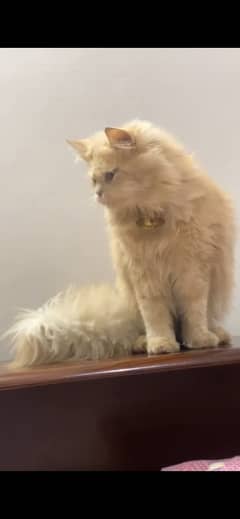 For Sale: Charming Fawn Persian Cats