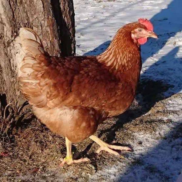 Egg laying hen | Lohman Brown Hen | Desi Eggs | Fertile Eggs 2