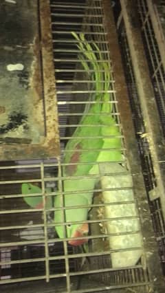 breeder setup pahari - green ringneck 100% fertile wirh chicks/eggs