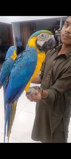 MACAW TAME talking self local Karachi breed