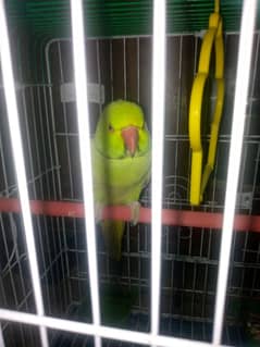 green tota for sale batain Karne Wala. 03164900503