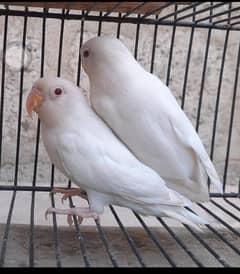 albino red to red 100parsent breadar pair