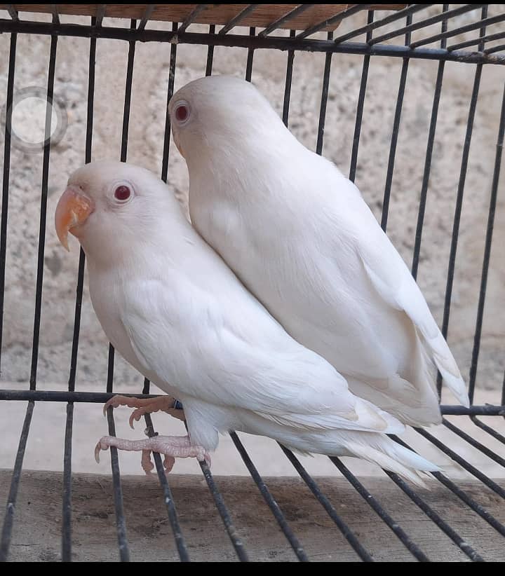 albino red to red 100parsent breadar pair 0