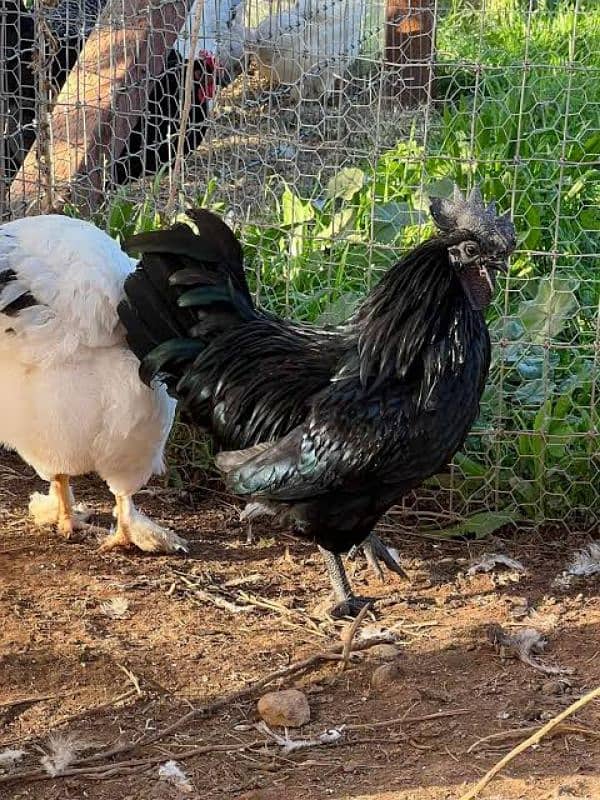 Ayam Cemani Roaster 0