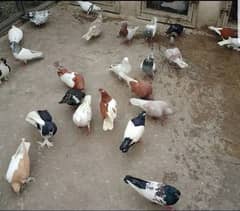 Different types Pigeons for Sale