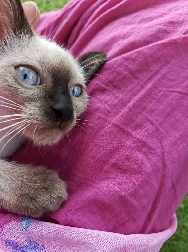 Purebred Siamese 3