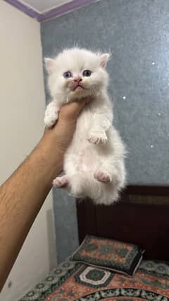 Persian Male Kitten