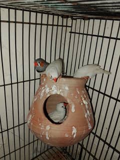 2 Exhibition size finches and Head Crust 3 piece