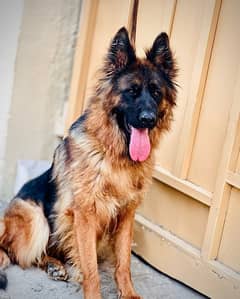 German shepherd