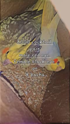 Cocktail 2 Pair 1 single male contact032256478190