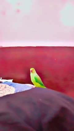 Green Ringneck Male