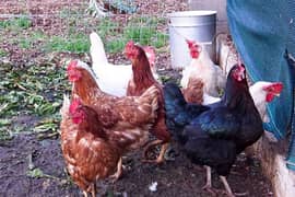 desi eggs available /golden misri eggs/home shed farming