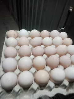 Golden or silver hens eggs