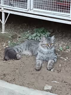 Pair of Persian Cats (Triple Coat)