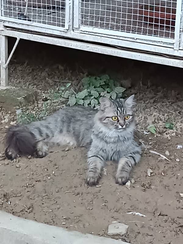 Pair of Persian Cats (Triple Coat) 1